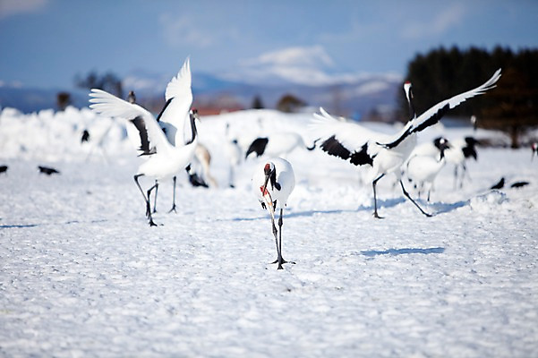 포토 JPG 주간 동물 구름 해외기획촬영 계절 설경 겨울 여러마리 2010년일본 자연 조류 하늘 어류 풍경 사람없음 야외 설원 일본 학 눈 먹이 홋카이도 쿠시로 서식지 국내포토 자연요소 아시아 다수 날씨 눈_날씨 수중동물 생태계 파일형식