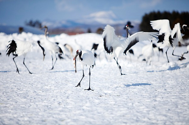 포토 JPG 주간 나무 식물 동물 구름 해외기획촬영 계절 설경 겨울 여러마리 2010년일본 자연 조류 하늘 어류 풍경 사람없음 야외 설원 일본 학 눈 먹이 홋카이도 쿠시로 서식지 국내포토 자연요소 아시아 다수 날씨 눈_날씨 수중동물 생태계 파일형식
