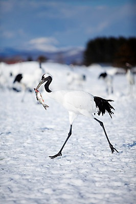 포토 JPG 주간 나무 식물 동물 해외기획촬영 계절 설경 겨울 여러마리 2010년일본 자연 조류 어류 풍경 사람없음 야외 설원 일본 학 눈 먹이 홋카이도 쿠시로 서식지 국내포토 자연요소 아시아 다수 날씨 눈_날씨 수중동물 생태계 파일형식