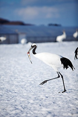 포토 JPG 주간 동물 해외기획촬영 한마리 계절 설경 겨울 2010년일본 자연 조류 어류 풍경 사람없음 야외 설원 일본 학 눈 먹이 홋카이도 쿠시로 국내포토 자연요소 1 아시아 날씨 눈_날씨 수중동물 생태계 파일형식