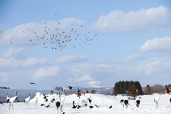 포토 JPG 주간 나무 식물 동물 구름 해외기획촬영 계절 설경 겨울 여러마리 2010년일본 자연 조류 하늘 풍경 사람없음 야외 설원 일본 학 비행 눈 홋카이도 쿠시로 서식지 까마귀 국내포토 자연요소 아시아 다수 날씨 눈_날씨 생태계 파일형식