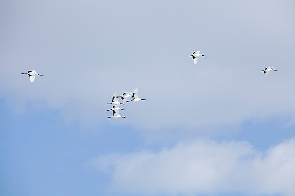 포토 JPG 주간 동물 구름 해외기획촬영 계절 이동 겨울 여러마리 2010년일본 자연 조류 하늘 풍경 사람없음 야외 일본 학 비행 홋카이도 쿠시로 국내포토 자연요소 아시아 다수 컨셉 생태계 파일형식