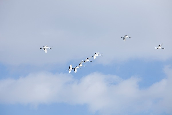 포토 JPG 주간 동물 구름 해외기획촬영 계절 이동 겨울 여러마리 2010년일본 자연 조류 하늘 풍경 사람없음 야외 일본 학 비행 홋카이도 쿠시로 국내포토 자연요소 아시아 다수 컨셉 생태계 파일형식