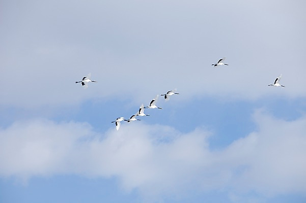 포토 JPG 주간 동물 구름 해외기획촬영 계절 이동 겨울 여러마리 2010년일본 자연 조류 하늘 풍경 사람없음 야외 일본 학 비행 홋카이도 쿠시로 국내포토 자연요소 아시아 다수 컨셉 생태계 파일형식