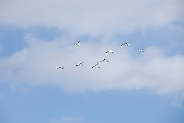 포토 JPG 주간 동물 구름 해외기획촬영 계절 이동 겨울 여러마리 2010년일본 자연 조류 하늘 풍경 사람없음 야외 일본 학 비행 홋카이도 쿠시로 국내포토 자연요소 아시아 다수 컨셉 생태계 파일형식