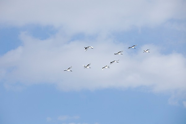 포토 JPG 주간 동물 구름 해외기획촬영 계절 이동 겨울 여러마리 2010년일본 자연 조류 하늘 풍경 사람없음 야외 일본 학 비행 홋카이도 쿠시로 국내포토 자연요소 아시아 다수 컨셉 생태계 파일형식