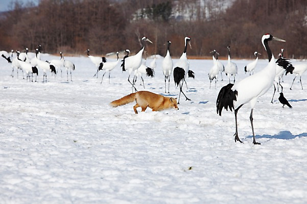 포토 JPG 주간 나무 식물 동물 해외기획촬영 계절 설경 겨울 여러마리 2010년일본 자연 조류 풍경 사람없음 야외 설원 일본 학 눈 홋카이도 여우 쿠시로 서식지 국내포토 자연요소 아시아 다수 포유류 날씨 눈_날씨 생태계 파일형식