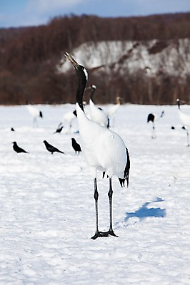 포토 JPG 주간 나무 식물 동물 해외기획촬영 계절 설경 겨울 여러마리 2010년일본 자연 조류 그림자 풍경 사람없음 야외 설원 일본 학 눈 홋카이도 쿠시로 서식지 국내포토 자연요소 아시아 다수 날씨 눈_날씨 생태계 파일형식