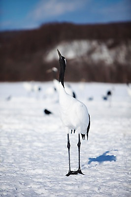 포토 JPG 주간 나무 식물 동물 해외기획촬영 한마리 계절 설경 겨울 2010년일본 자연 조류 그림자 풍경 사람없음 야외 설원 일본 학 눈 홋카이도 쿠시로 국내포토 자연요소 1 아시아 날씨 눈_날씨 생태계 파일형식