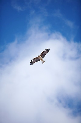 포토 JPG 주간 동물 구름 해외기획촬영 한마리 계절 겨울 2010년일본 자연 조류 하늘 풍경 사람없음 야외 일본 비행 홋카이도 쿠시로 솔개 국내포토 자연요소 1 아시아 생태계 파일형식