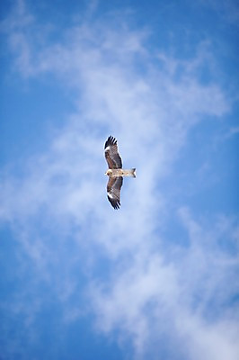 포토 JPG 주간 동물 구름 해외기획촬영 한마리 계절 겨울 2010년일본 자연 조류 하늘 풍경 사람없음 야외 일본 비행 홋카이도 쿠시로 솔개 국내포토 자연요소 1 아시아 생태계 파일형식