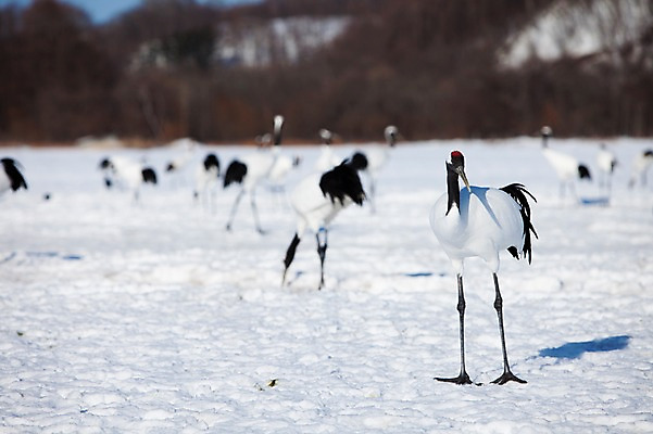포토 JPG 주간 나무 식물 동물 해외기획촬영 계절 설경 겨울 여러마리 2010년일본 자연 조류 그림자 풍경 사람없음 야외 설원 일본 학 눈 홋카이도 쿠시로 서식지 국내포토 자연요소 아시아 다수 날씨 눈_날씨 생태계 파일형식