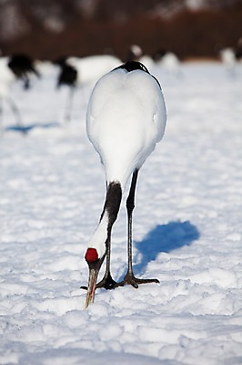 포토 JPG 주간 나무 식물 동물 해외기획촬영 한마리 계절 설경 겨울 2010년일본 자연 조류 그림자 풍경 사람없음 야외 설원 일본 학 눈 홋카이도 쿠시로 국내포토 자연요소 1 아시아 날씨 눈_날씨 생태계 파일형식