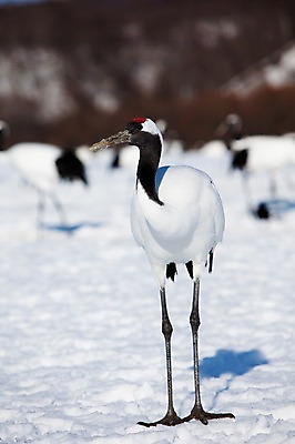 포토 JPG 주간 나무 식물 동물 해외기획촬영 계절 설경 겨울 여러마리 2010년일본 자연 조류 그림자 풍경 사람없음 야외 설원 일본 학 눈 홋카이도 쿠시로 국내포토 자연요소 아시아 다수 날씨 눈_날씨 생태계 파일형식