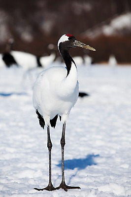 포토 JPG 주간 나무 식물 동물 해외기획촬영 한마리 계절 설경 겨울 2010년일본 자연 조류 그림자 풍경 사람없음 야외 설원 일본 학 눈 홋카이도 쿠시로 국내포토 자연요소 1 아시아 날씨 눈_날씨 생태계 파일형식