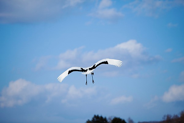 포토 JPG 주간 동물 구름 해외기획촬영 한마리 계절 겨울 2010년일본 자연 조류 하늘 풍경 사람없음 야외 일본 학 비행 홋카이도 쿠시로 국내포토 자연요소 1 아시아 생태계 파일형식