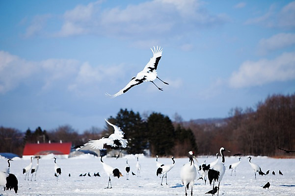 포토 JPG 주간 나무 식물 동물 구름 해외기획촬영 계절 설경 겨울 여러마리 2010년일본 자연 조류 하늘 풍경 사람없음 야외 건물 설원 일본 학 비행 눈 홋카이도 쿠시로 서식지 까마귀 국내포토 자연요소 건축물 아시아 다수 날씨 눈_날씨 생태계 파일형식