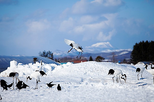 포토 JPG 주간 나무 식물 동물 구름 해외기획촬영 계절 설경 겨울 여러마리 2010년일본 자연 조류 하늘 풍경 사람없음 야외 설원 일본 학 비행 눈 홋카이도 쿠시로 서식지 까마귀 국내포토 자연요소 아시아 다수 날씨 눈_날씨 생태계 파일형식