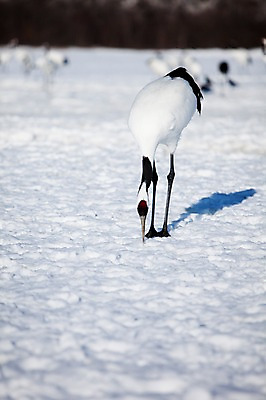 포토 JPG 주간 동물 해외기획촬영 계절 설경 겨울 여러마리 2010년일본 자연 조류 그림자 풍경 사람없음 야외 설원 일본 학 눈 홋카이도 쿠시로 국내포토 자연요소 아시아 다수 날씨 눈_날씨 생태계 파일형식