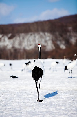 포토 JPG 주간 나무 식물 동물 구름 해외기획촬영 계절 설경 겨울 여러마리 2010년일본 자연 조류 하늘 그림자 풍경 사람없음 야외 설원 일본 학 눈 홋카이도 쿠시로 서식지 국내포토 자연요소 아시아 다수 날씨 눈_날씨 생태계 파일형식