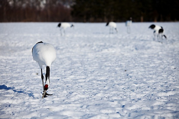 포토 JPG 주간 동물 해외기획촬영 계절 설경 겨울 여러마리 2010년일본 자연 조류 풍경 사람없음 야외 설원 일본 학 눈 홋카이도 쿠시로 국내포토 자연요소 아시아 다수 날씨 눈_날씨 생태계 파일형식