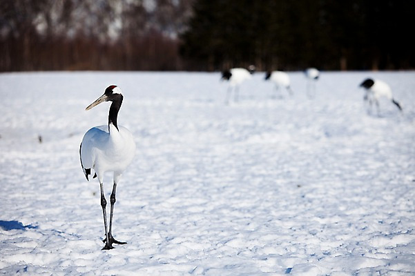 포토 JPG 주간 동물 해외기획촬영 계절 설경 겨울 여러마리 2010년일본 자연 조류 풍경 사람없음 야외 설원 일본 학 눈 홋카이도 쿠시로 국내포토 자연요소 아시아 다수 날씨 눈_날씨 생태계 파일형식