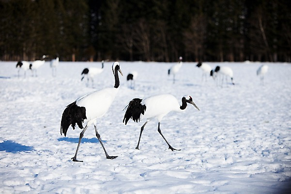포토 JPG 주간 나무 식물 동물 해외기획촬영 계절 설경 겨울 여러마리 2010년일본 자연 조류 풍경 사람없음 야외 설원 일본 학 눈 홋카이도 쿠시로 서식지 국내포토 자연요소 아시아 다수 날씨 눈_날씨 생태계 파일형식