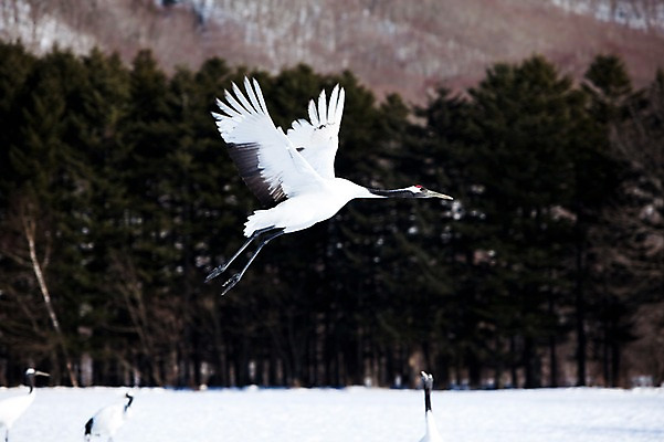 포토 JPG 주간 나무 식물 동물 해외기획촬영 계절 설경 겨울 여러마리 2010년일본 자연 조류 풍경 사람없음 야외 설원 일본 학 비행 눈 숲 홋카이도 쿠시로 국내포토 자연요소 아시아 다수 날씨 눈_날씨 생태계 파일형식