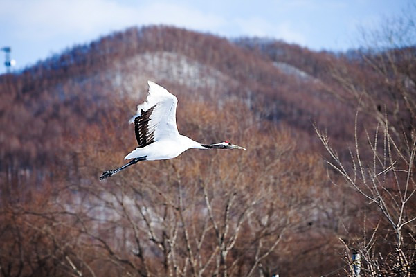 포토 JPG 주간 나무 식물 동물 해외기획촬영 한마리 계절 겨울 2010년일본 자연 조류 산 풍경 사람없음 야외 일본 학 비행 숲 홋카이도 쿠시로 국내포토 자연요소 1 아시아 생태계 파일형식