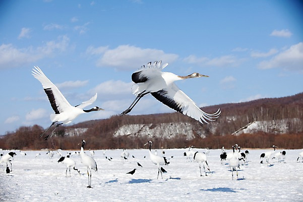포토 JPG 주간 나무 식물 동물 구름 해외기획촬영 계절 설경 겨울 여러마리 2010년일본 자연 조류 하늘 산 그림자 풍경 사람없음 야외 설원 일본 학 비행 눈 숲 홋카이도 쿠시로 서식지 국내포토 자연요소 아시아 다수 날씨 눈_날씨 생태계 파일형식