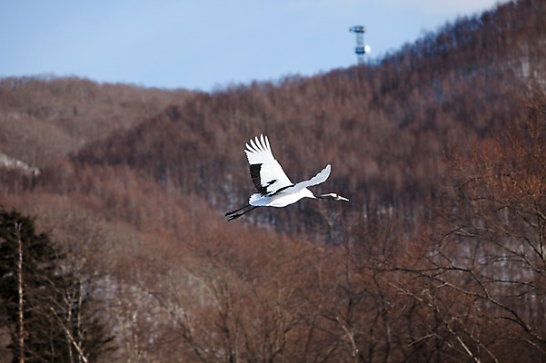 포토 JPG 주간 나무 식물 동물 해외기획촬영 한마리 계절 겨울 2010년일본 자연 조류 산 풍경 사람없음 야외 일본 학 비행 숲 홋카이도 쿠시로 국내포토 자연요소 1 아시아 생태계 파일형식