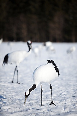 포토 JPG 주간 동물 해외기획촬영 계절 설경 겨울 여러마리 2010년일본 자연 조류 풍경 사람없음 야외 설원 일본 학 눈 홋카이도 쿠시로 서식지 국내포토 자연요소 아시아 다수 날씨 눈_날씨 생태계 파일형식