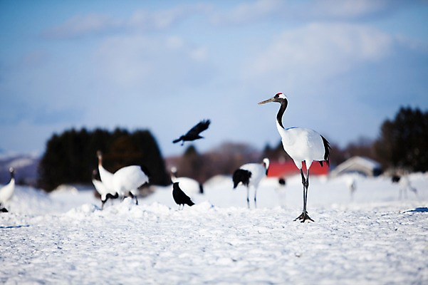 포토 JPG 주간 동물 구름 해외기획촬영 계절 설경 겨울 여러마리 2010년일본 자연 조류 하늘 풍경 사람없음 야외 설원 일본 학 눈 홋카이도 쿠시로 서식지 국내포토 자연요소 아시아 다수 날씨 눈_날씨 생태계 파일형식
