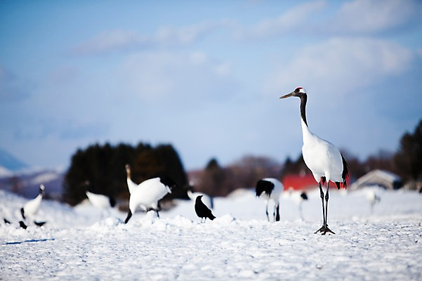 포토 JPG 주간 동물 구름 해외기획촬영 계절 설경 겨울 여러마리 2010년일본 자연 조류 하늘 풍경 사람없음 야외 설원 일본 학 눈 홋카이도 쿠시로 서식지 국내포토 자연요소 아시아 다수 날씨 눈_날씨 생태계 파일형식