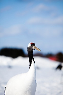 포토 JPG 주간 동물 해외기획촬영 한마리 계절 설경 겨울 2010년일본 자연 조류 풍경 사람없음 야외 설원 일본 학 눈 홋카이도 쿠시로 국내포토 자연요소 1 아시아 날씨 눈_날씨 생태계 파일형식