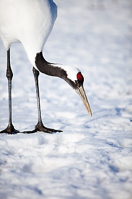 포토 JPG 주간 동물 해외기획촬영 한마리 계절 설경 겨울 2010년일본 자연 조류 풍경 사람없음 야외 설원 일본 학 눈 홋카이도 쿠시로 국내포토 자연요소 1 아시아 날씨 눈_날씨 생태계 파일형식