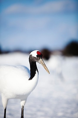 포토 JPG 주간 동물 해외기획촬영 한마리 계절 겨울 2010년일본 자연 조류 풍경 사람없음 야외 일본 학 홋카이도 쿠시로 국내포토 자연요소 1 아시아 생태계 파일형식