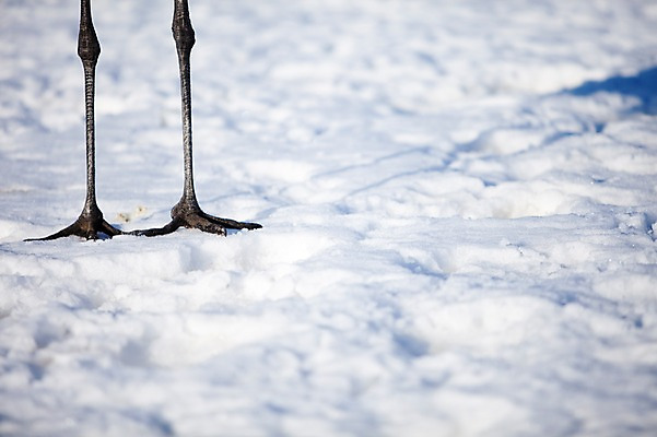 포토 JPG 주간 동물 해외기획촬영 한마리 계절 설경 겨울 2010년일본 자연 조류 풍경 사람없음 야외 설원 일본 학 눈 다리 홋카이도 쿠시로 국내포토 자연요소 1 아시아 날씨 눈_날씨 신체부위 생태계 파일형식