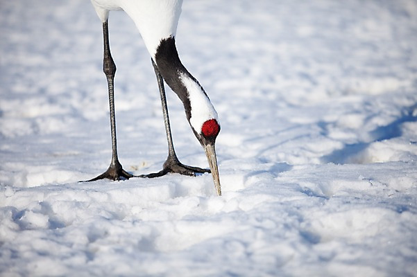 포토 JPG 주간 동물 해외기획촬영 한마리 계절 설경 겨울 2010년일본 자연 조류 풍경 사람없음 야외 설원 일본 학 눈 홋카이도 쿠시로 국내포토 자연요소 1 아시아 날씨 눈_날씨 생태계 파일형식