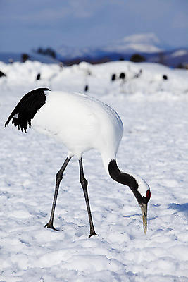 포토 JPG 주간 동물 해외기획촬영 계절 설경 겨울 여러마리 2010년일본 자연 조류 풍경 사람없음 야외 설원 일본 학 눈 홋카이도 쿠시로 서식지 국내포토 자연요소 아시아 다수 날씨 눈_날씨 생태계 파일형식
