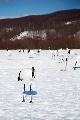 포토 JPG 주간 나무 식물 동물 해외기획촬영 계절 설경 겨울 여러마리 2010년일본 자연 조류 산 풍경 사람없음 야외 설원 일본 학 눈 숲 홋카이도 쿠시로 서식지 국내포토 자연요소 아시아 다수 날씨 눈_날씨 생태계 파일형식