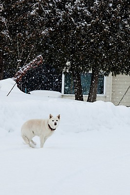 포토 JPG 주간 나무 식물 동물 해외기획촬영 한마리 계절 설경 겨울 2010년일본 자연 주택 풍경 사람없음 야외 건물 설원 일본 눈 개 강아지 홋카이도 비에이 동물라이프 반려 국내포토 자연요소 1 라이프스타일 건축물 아시아 포유류 날씨 눈_날씨 반려동물 생태계 파일형식