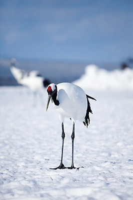 포토 JPG 주간 동물 해외기획촬영 한마리 계절 설경 겨울 2010년일본 자연 조류 풍경 사람없음 야외 설원 일본 학 눈 홋카이도 쿠시로 국내포토 자연요소 1 아시아 날씨 눈_날씨 생태계 파일형식