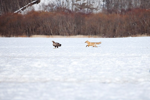 포토 JPG 주간 나무 식물 동물 해외기획촬영 계절 두마리 설경 겨울 2010년일본 자연 조류 풍경 사람없음 야외 설원 일본 눈 홋카이도 독수리 여우 국내포토 자연요소 아시아 2 포유류 날씨 눈_날씨 생태계 파일형식