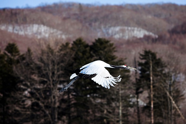 포토 JPG 주간 나무 식물 동물 해외기획촬영 한마리 계절 겨울 2010년일본 자연 조류 산 풍경 사람없음 야외 일본 학 숲 홋카이도 쿠시로 국내포토 자연요소 1 아시아 생태계 파일형식