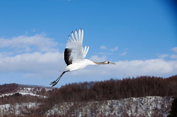 포토 JPG 주간 나무 식물 동물 구름 해외기획촬영 한마리 계절 겨울 2010년일본 자연 조류 하늘 산 풍경 사람없음 야외 일본 학 비행 숲 홋카이도 쿠시로 국내포토 자연요소 1 아시아 생태계 파일형식