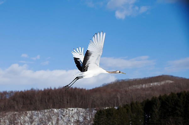 포토 JPG 주간 나무 식물 동물 구름 해외기획촬영 한마리 계절 겨울 2010년일본 자연 조류 하늘 산 풍경 사람없음 야외 일본 학 비행 숲 홋카이도 쿠시로 국내포토 자연요소 1 아시아 생태계 파일형식