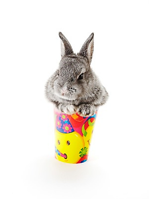 포토 JPG 스튜디오촬영 동물 한마리 새해 실내 누끼 사람없음 회색 토끼띠 토끼 신묘년 반려 국내포토 1 컬러 포유류 내부 반려동물 십이지신 2011년 파일형식