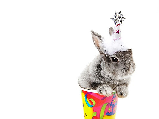 포토 JPG 스튜디오촬영 동물 한마리 새해 실내 누끼 사람없음 회색 토끼띠 토끼 종이컵 신묘년 반려 국내포토 1 컬러 포유류 내부 컵 반려동물 십이지신 일회용 2011년 파일형식