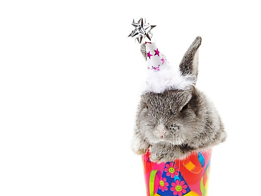 포토 JPG 스튜디오촬영 동물 한마리 새해 실내 누끼 사람없음 회색 토끼띠 토끼 종이컵 신묘년 반려 국내포토 1 컬러 포유류 내부 컵 반려동물 십이지신 일회용 2011년 파일형식